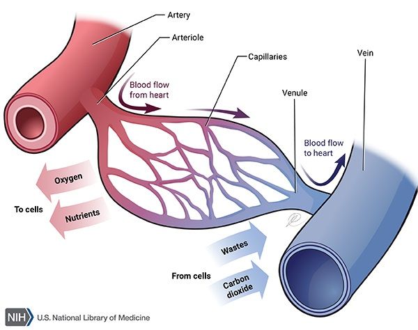 medical diagram image showing blood flow changes after applying Alprostadil Cream