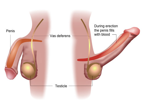 Where to Buy Vitaros Cream Online (Legally and Safely) How Vitaros improves blood flow during ED treatment